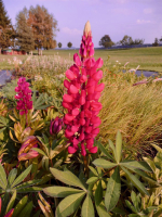 Karminrote Garten-Lupine