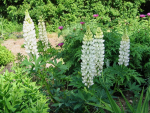 Weie Garten-Lupine