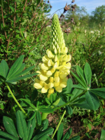 Gelbe Garten-Lupine