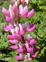 Wei-Rosa Garten-Lupine