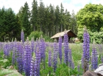 Blaue Wildlupine