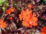 Orangerote Lichtnelke