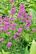 Pechnelke (Wildform)