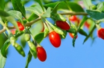 Goji-Beere, Bocksdorn