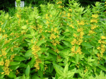 Gold-Felberich