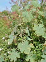 Federmohn