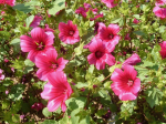 Rote Sommermalve