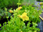 Gelbe Gauklerblume