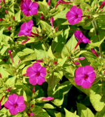 Wunderblume