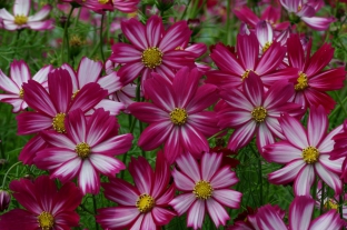 Cosmos bipinnatus 'Cosimo Red-White'