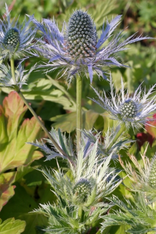 Eryngium alpinum 'Superbum'