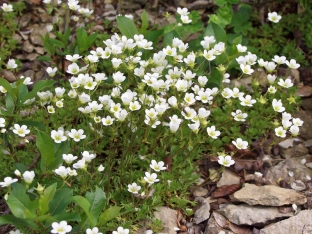 Saxifraga arendsii 'Snow Carpet'