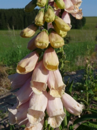 Digitalis purpurea 'Apricot'