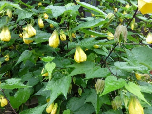 Abutilon hybridum