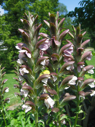 Acanthus mollis