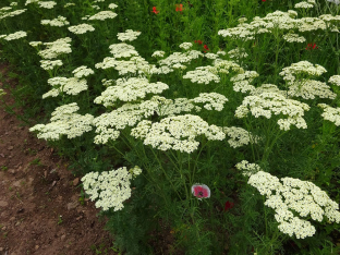 Achillea nobilis