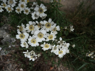 Achillea ptarmica