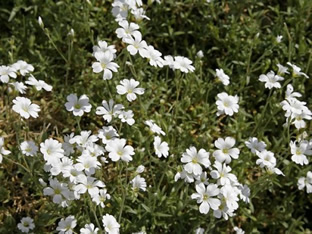 Cerastium arvense