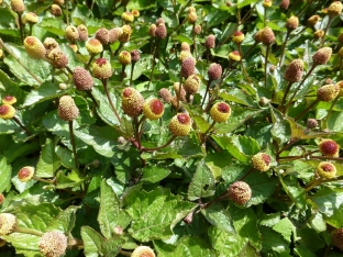 Acmella oleracea (Spilanthes)