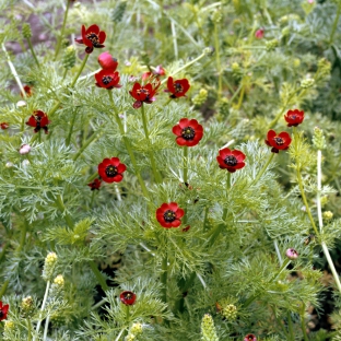 Adonis aestivalis