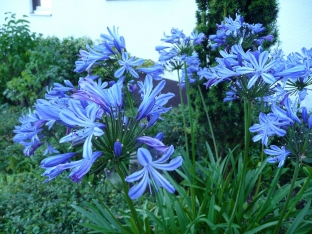 Agapanthus praecox 'Blue Umbrella'