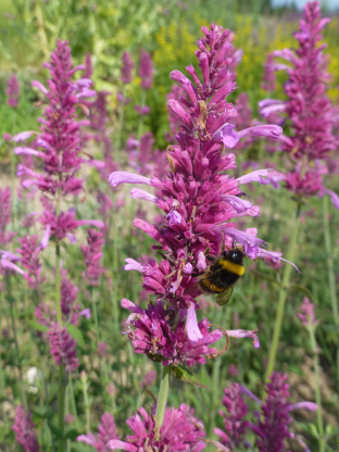 Agastache cana