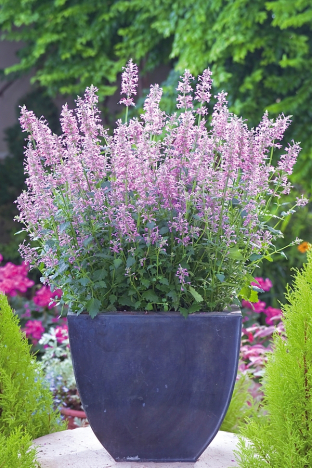 Agastache pallidiflora ssp. neomexicana 'Rose Mint'