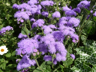 Ageratum houstonianum 'Blue Mink'