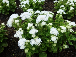 Ageratum houstonianum 'White Ball'