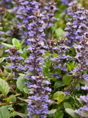 Ajuga reptans