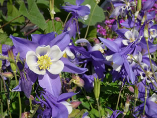 Aquilegia caerulea 'Blue Star'