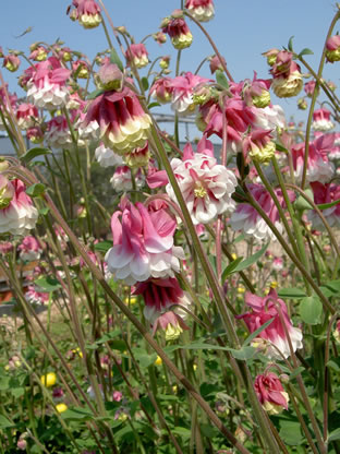 Aquilegia vulgaris 'Pink Petticoat'