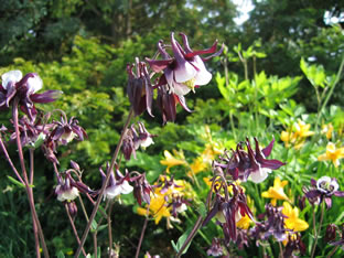 Aquilegia vulgaris 'William Mc Guiness'