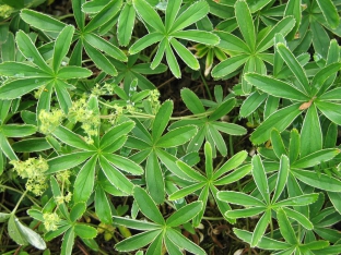 Alchemilla alpina