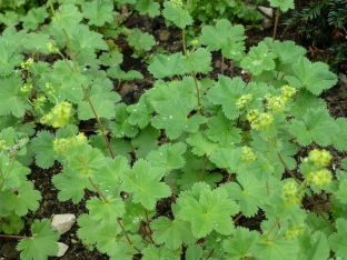 Alchemilla erythropoda