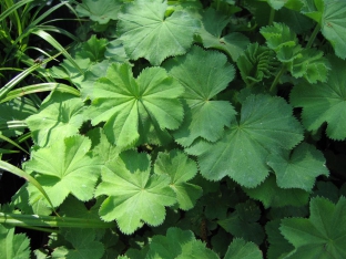 Alchemilla mollis