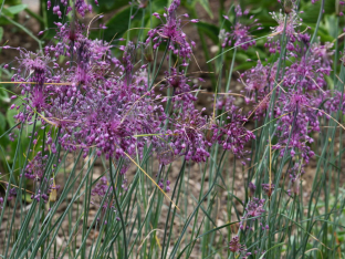 Allium carinatum ssp. pulchellum