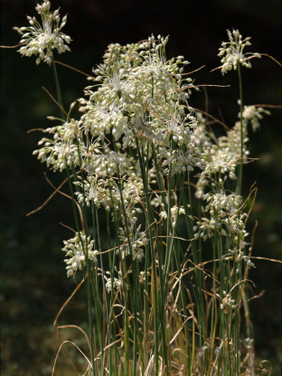 Allium carinatum ssp. pulchellum 'Album'