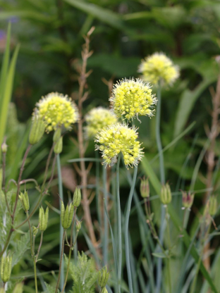 Allium obliquum