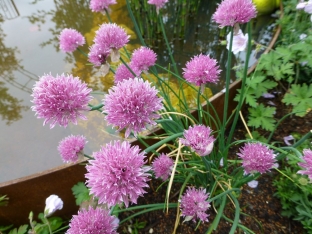 Allium schoenoprasum