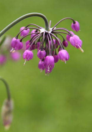 Allium cernuum