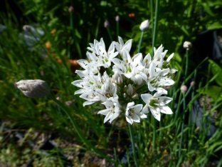 Allium ramosum