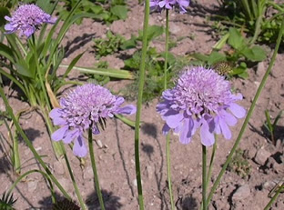 Scabiosa lucida