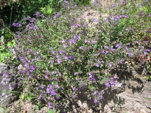 Acinos alpinus