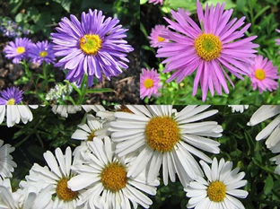 Aster alpinus (Mischung)