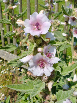 Althaea officinalis