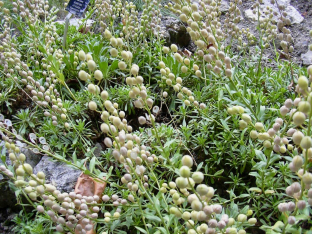 Alyssoides utriculata