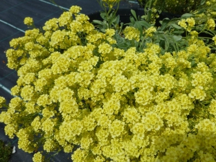 Alyssum saxatile 'Sulphureum'