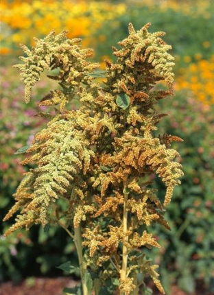 Amaranthus cruentus 'Autumns Touch'