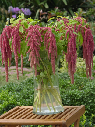 Amaranthus caudatus 'Coral Fountain'